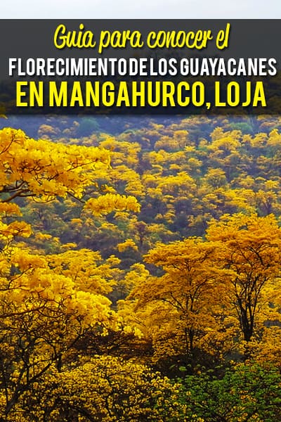 Guia para conocer el Florecimiento de los Guayacanes en Mangahurco, Loja