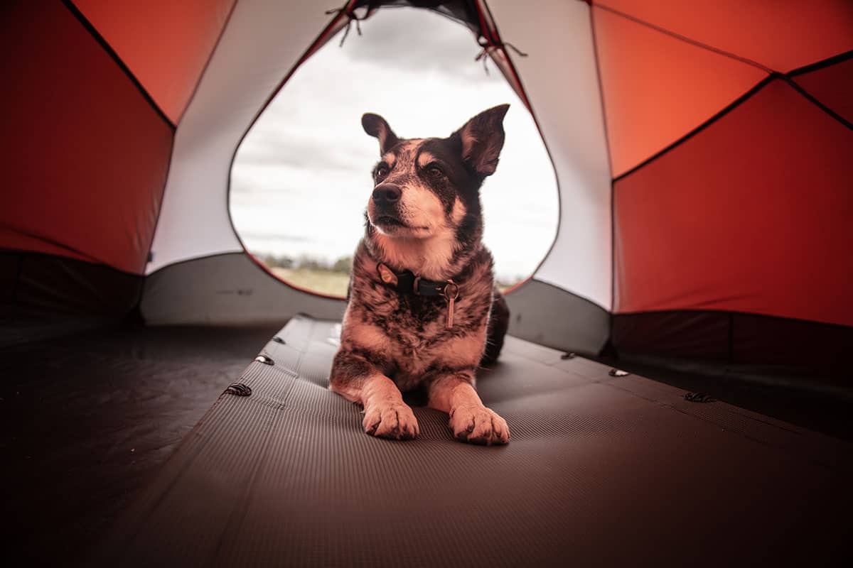 Guía Y Consejos Para Acampar Con Perros: Camping Con Mascotas