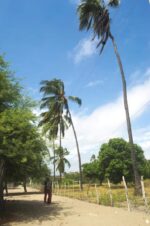Camino en Isla Puna