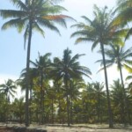 Palmeras en Isla Portete