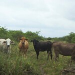 Vacas en Isla jupiter
