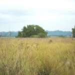 Campo en Isla Jupiter