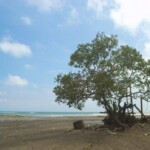 Playa de Estero del Plátano