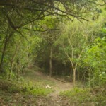 Entrada a la playa de Tongorachi por medio de la selva. Reserva Galera San Francisco